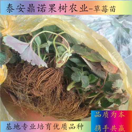 辽宁以斯列二号草莓苗适合种植地区草莓苗图片