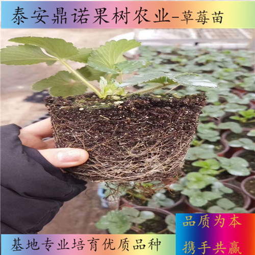 湖北京郊小白草莓苗亩产量草莓苗品种