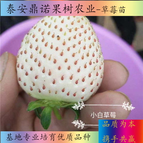 吉林鉆石草莓苗批發(fā)價格出售果樹苗