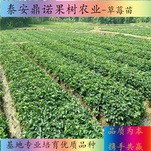 河北紫金香玉草莓苗产量怎么样草莓苗新品种