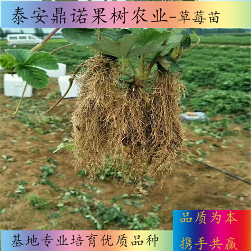 吉林女峰草莓苗品種介紹草莓苗品種