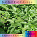 重庆202草莓苗品种介绍草莓苗图片