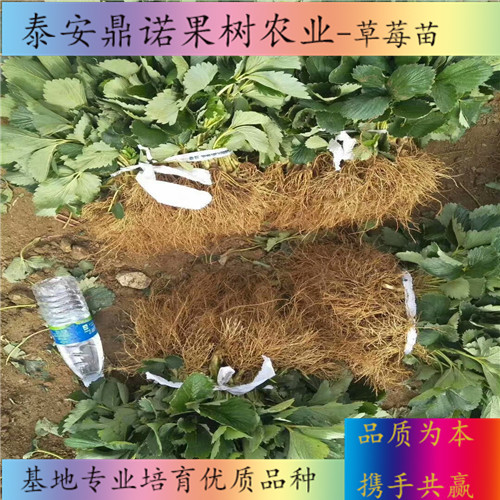 浙江美德莱特草莓苗品种介绍草莓苗图片