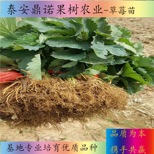 云南紅玫瑰草莓苗畝產(chǎn)量草莓苗圖片