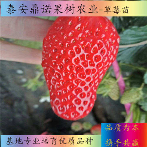 云南紅頰草莓苗畝產(chǎn)量出售果樹苗