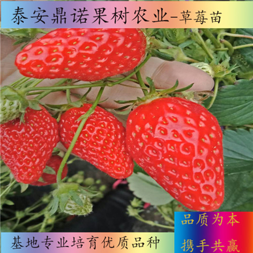 吉林女峰草莓苗品種介紹草莓苗品種