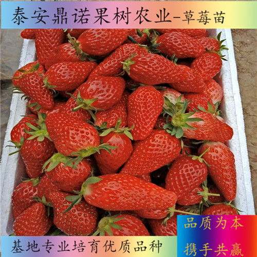 湖南密宝草莓苗怎么卖草莓苗品种