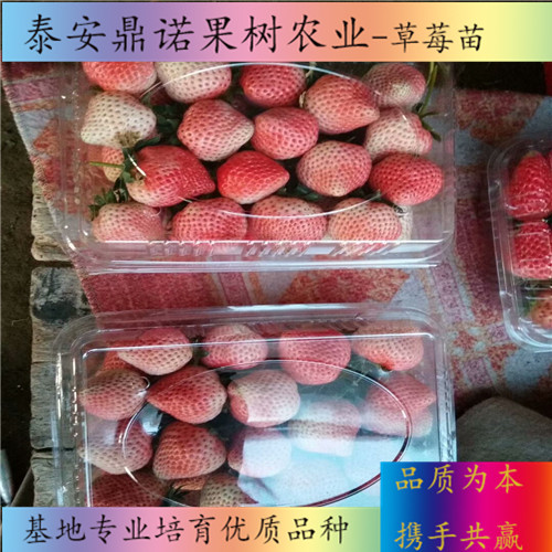 河南醉飛草莓苗品種介紹草莓苗品種