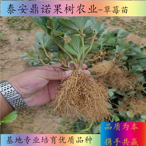 浙江戈雷拉草莓苗多少錢一棵草莓苗圖片