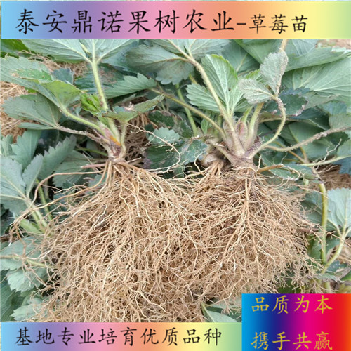 安徽甜查理草莓苗一畝地種多少棵出售果樹苗