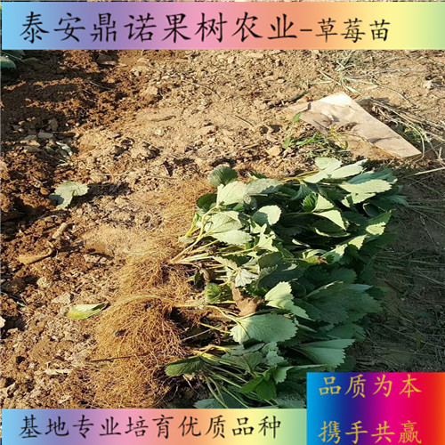 廣東紅顏草莓苗品種介紹出售果樹苗
