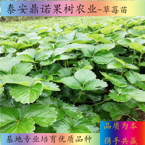 湖北土德拉草莓苗品種介紹草莓苗圖片