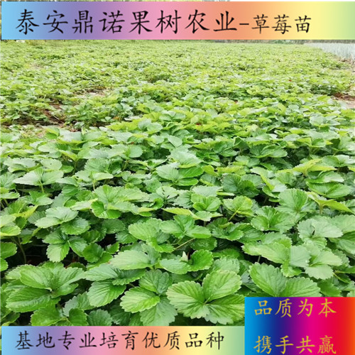 北京醉飞草莓苗品种介绍出售果树苗
