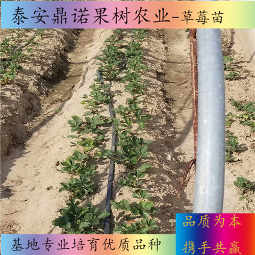 江蘇鈣維他草莓苗適合種植地區(qū)草莓苗新品種