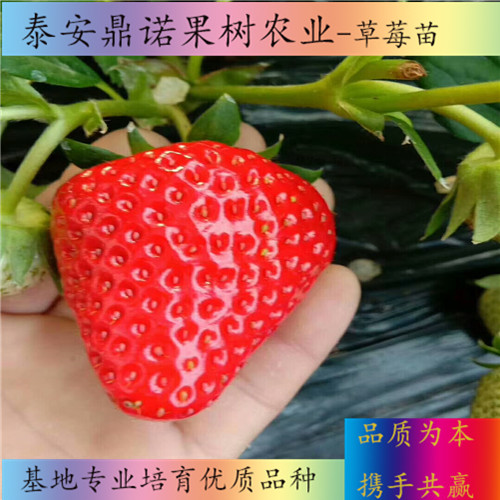 浙江甜查理草莓苗一畝地種多少棵草莓苗品種
