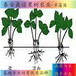 重庆宝交早生草莓苗一亩地种多少棵草莓苗新品种