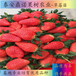 湖南宝交早生草莓苗产量怎么样出售果树苗
