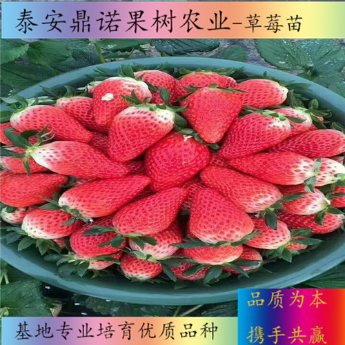 江西桃熏白草莓苗適合種植地區(qū)草莓苗新品種