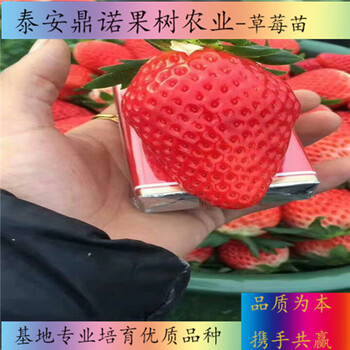 云南红玫瑰草莓苗亩产量草莓苗图片