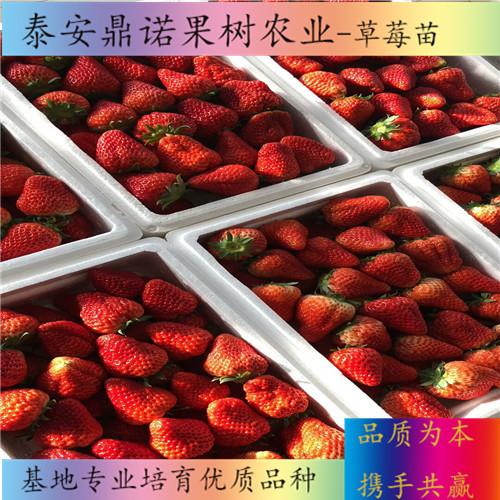 福建妙香3号草莓苗怎么卖草莓苗新品种