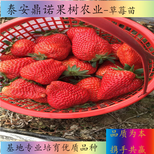 河南安娜草莓苗适合种植地区草莓苗新品种