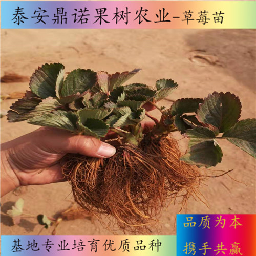 云南越心草莓苗適合種植地區(qū)草莓苗圖片