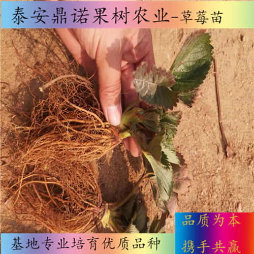 安徽甜查理草莓苗一畝地種多少棵出售果樹苗