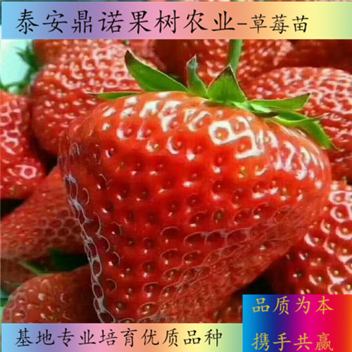 江蘇鈣維他草莓苗適合種植地區(qū)草莓苗新品種