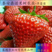 湖南宝交早生草莓苗亩产量草莓苗品种