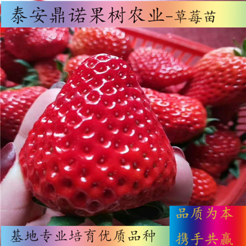 广东安娜草莓苗怎么卖草莓苗图片