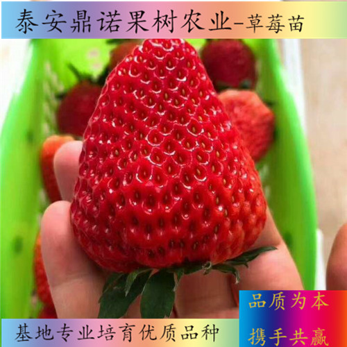 河南草莓王子草莓苗一畝地種多少棵出售果樹苗