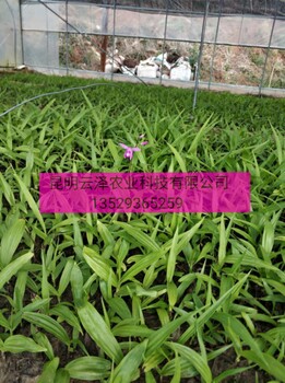 白芨白及種苗馴化苗重樓云南基地白芨組培苗三岔紫花白芨種苗貴州六盤水云南