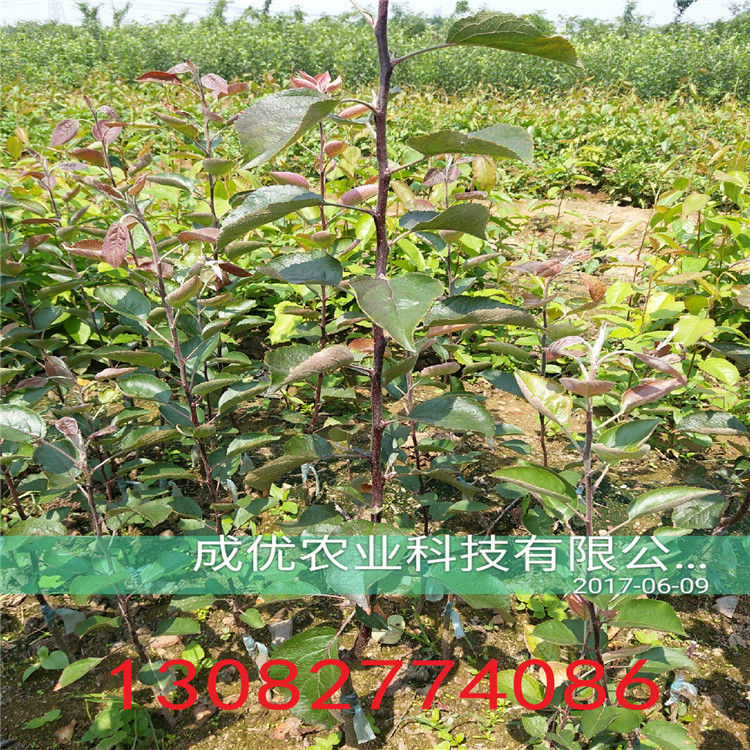 玉露香梨种植技术哪里卖梨