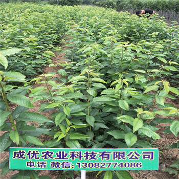 吉賽拉櫻桃枕木種植技術(shù)哪里有俄羅斯8號(hào)櫻桃