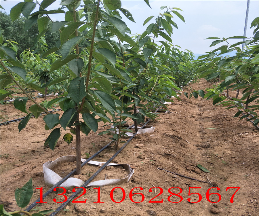 吉賽拉櫻桃一株多少錢(qián)哪里賣(mài)吉賽拉櫻桃