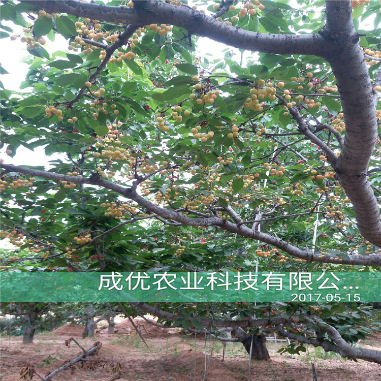 吉賽拉12號(hào)多少錢一棵哪里有8號(hào)櫻桃
