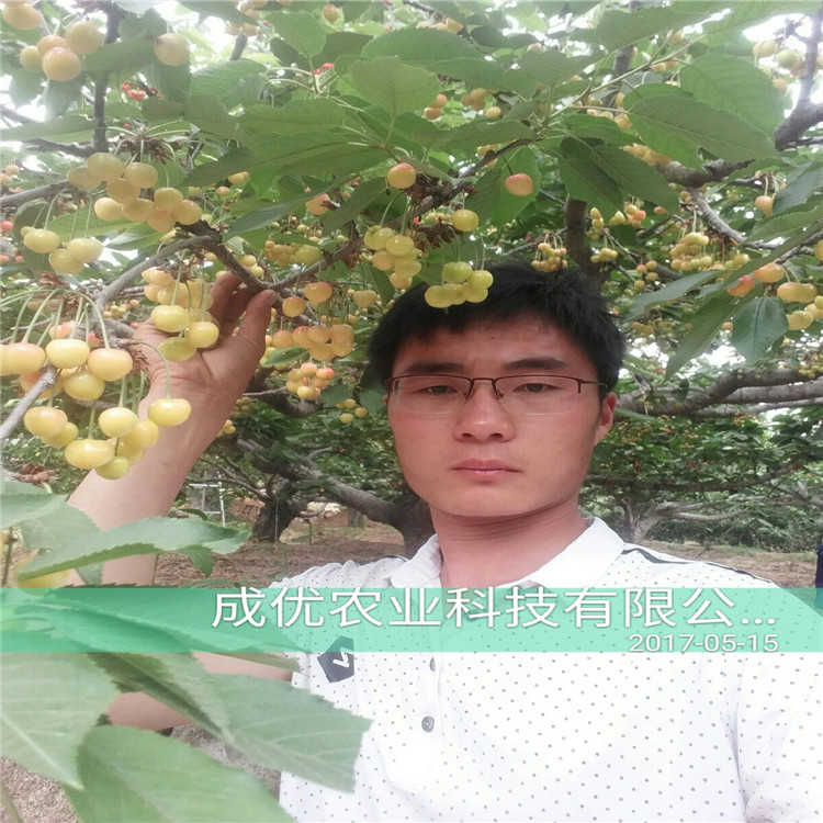 吉賽拉櫻桃枕木種植技術(shù)哪里有8號(hào)櫻桃