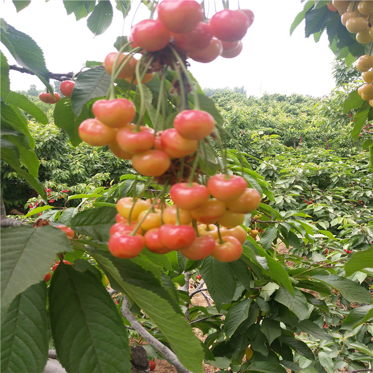 吉賽拉櫻桃枕木種植技術(shù)哪里有8號(hào)櫻桃