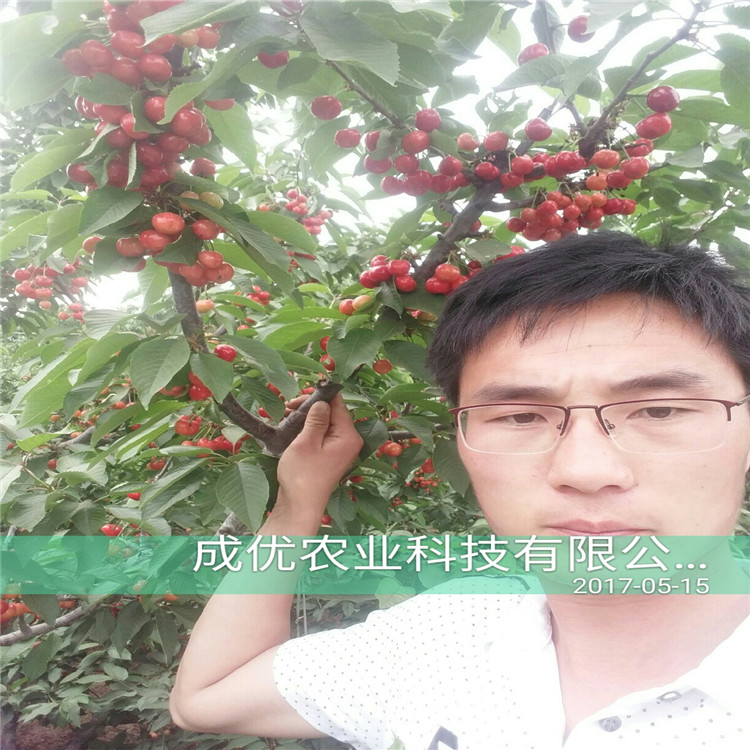 吉賽拉櫻桃一株多少錢(qián)哪里賣(mài)吉賽拉櫻桃