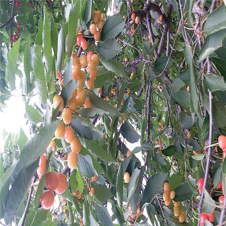 吉賽拉12號(hào)多少錢一棵哪里有8號(hào)櫻桃