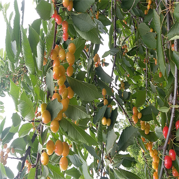 吉賽拉櫻桃枕木種植技術(shù)哪里有8號(hào)櫻桃