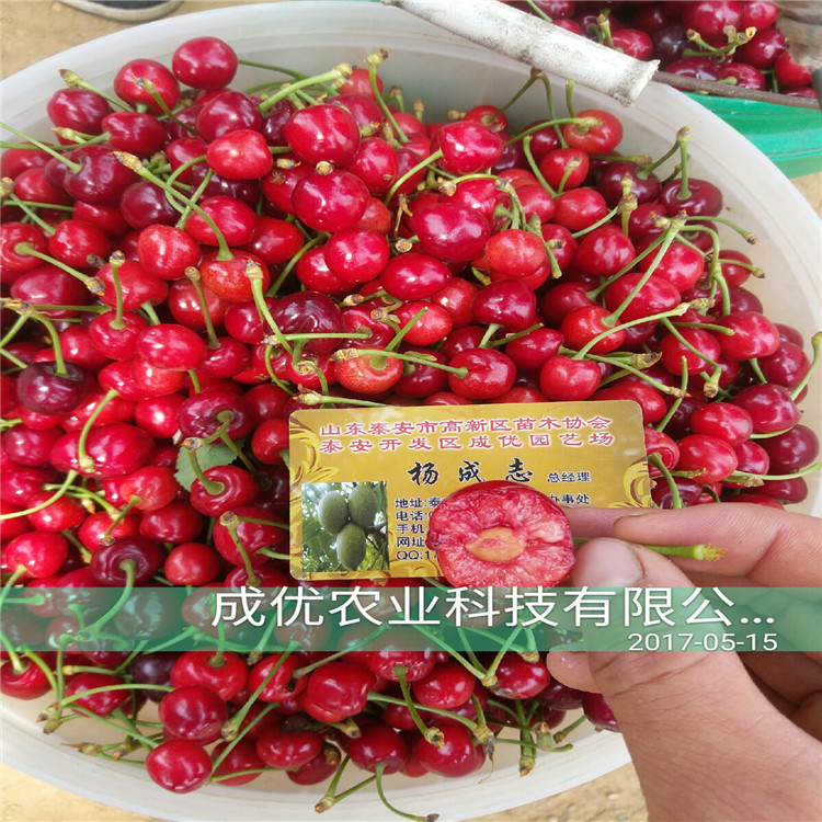 吉賽拉12號幾年結果哪里出售櫻桃小苗