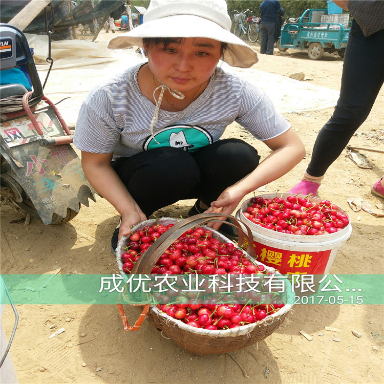 吉賽拉6號(hào)價(jià)格哪里出售吉賽拉6號(hào)砧木