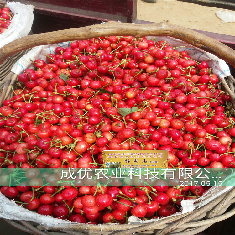 吉賽拉12號幾年結果哪里出售櫻桃小苗