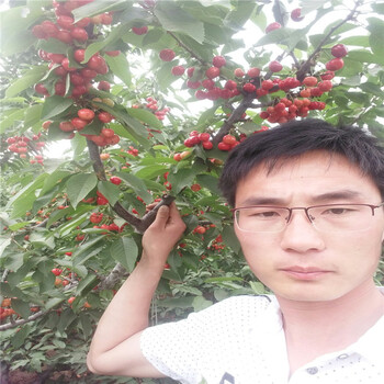 吉賽拉12號砧木一株多少錢哪里有吉賽拉櫻桃枕木