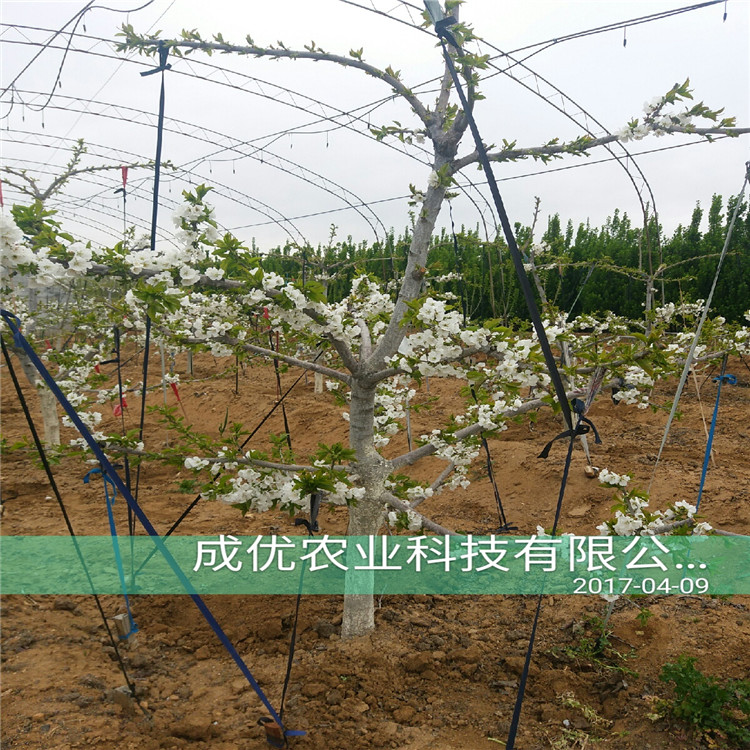 8號(hào)櫻桃基地價(jià)格那里便宜吉賽拉櫻桃枕木