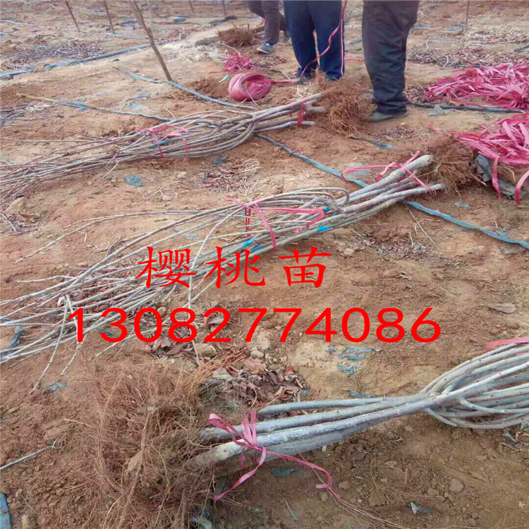 吉賽拉12號幾年結果哪里出售櫻桃小苗