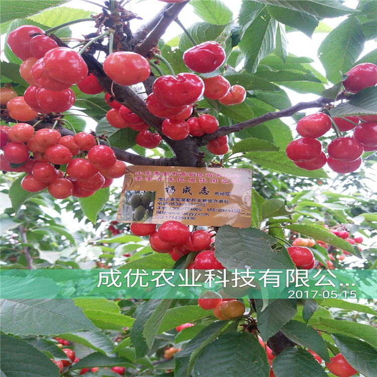 吉賽拉12號(hào)砧木一株多少錢(qián)哪里有吉賽拉櫻桃枕木
