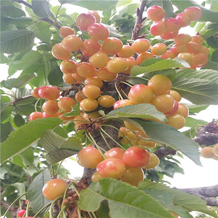 8號(hào)櫻桃基地價(jià)格那里便宜吉賽拉櫻桃枕木