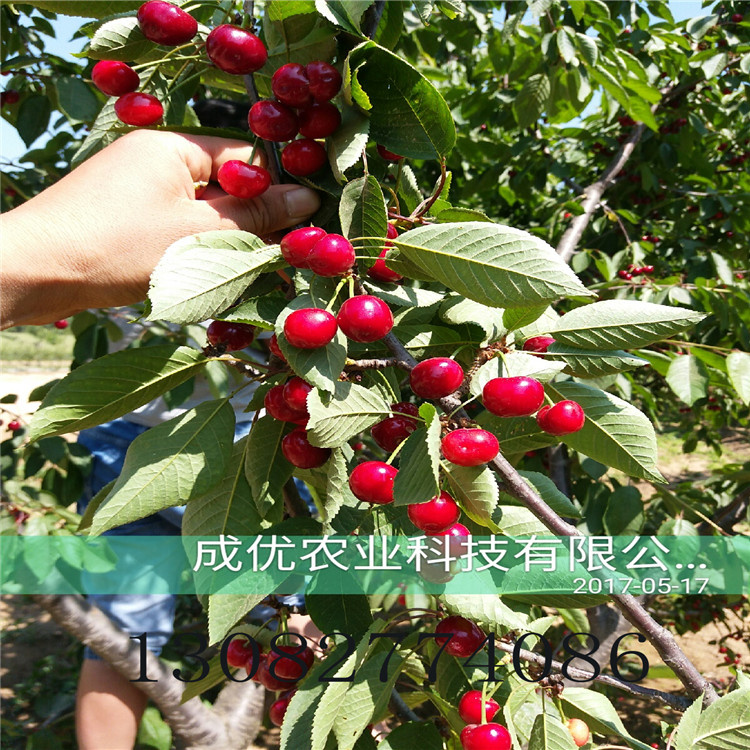 吉賽拉12號(hào)砧木多少錢一棵哪里賣吉賽拉6號(hào)